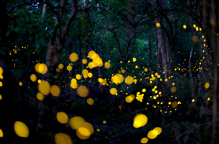 秀姑巒溪泛舟1日遊